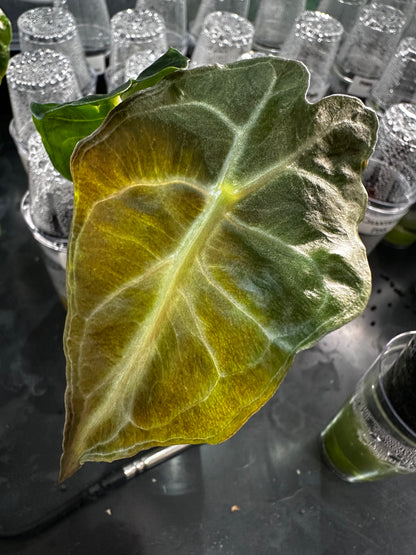 ALOCASIA VENOM PINK