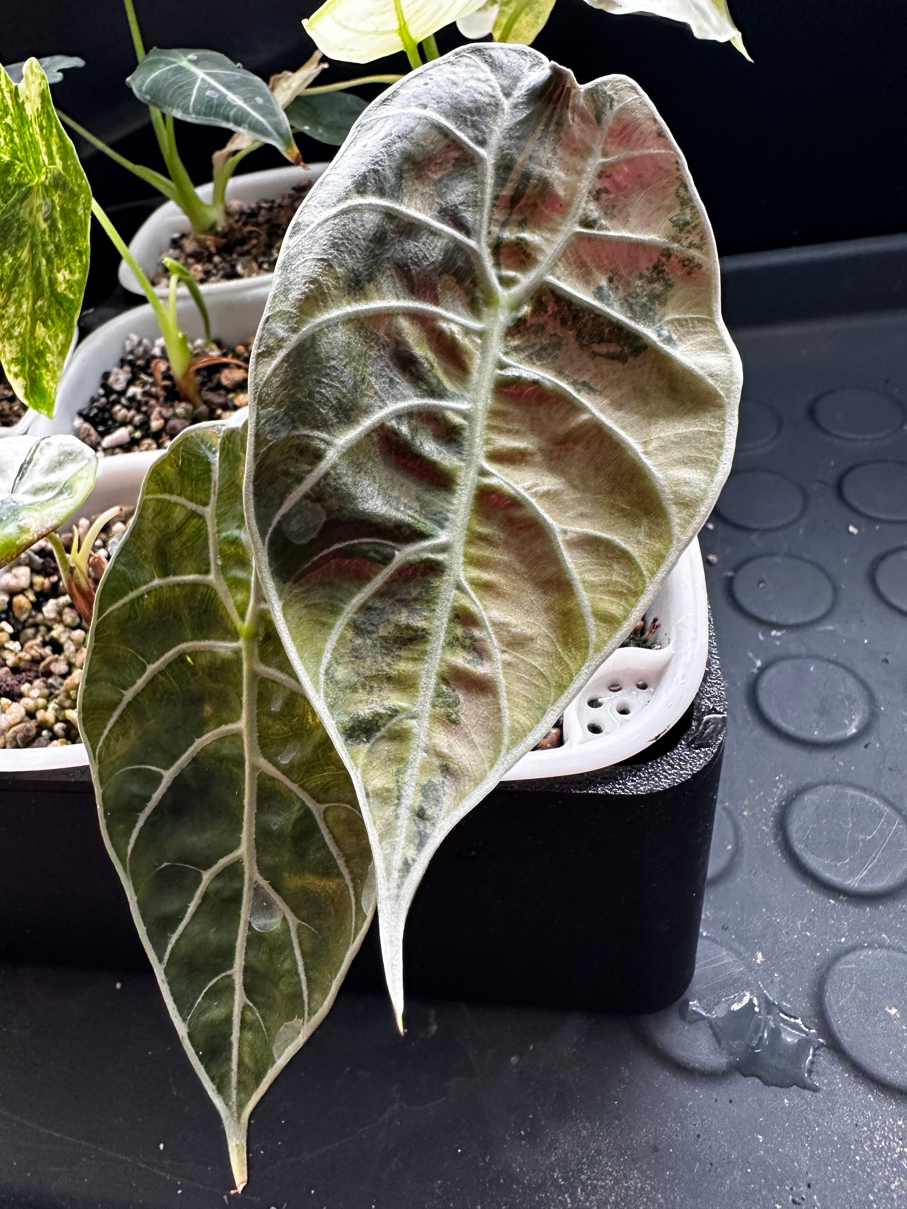 ALOCASIA WATSONIAN PINK 'DOFF' VARIEGATED – The Alocasia Company