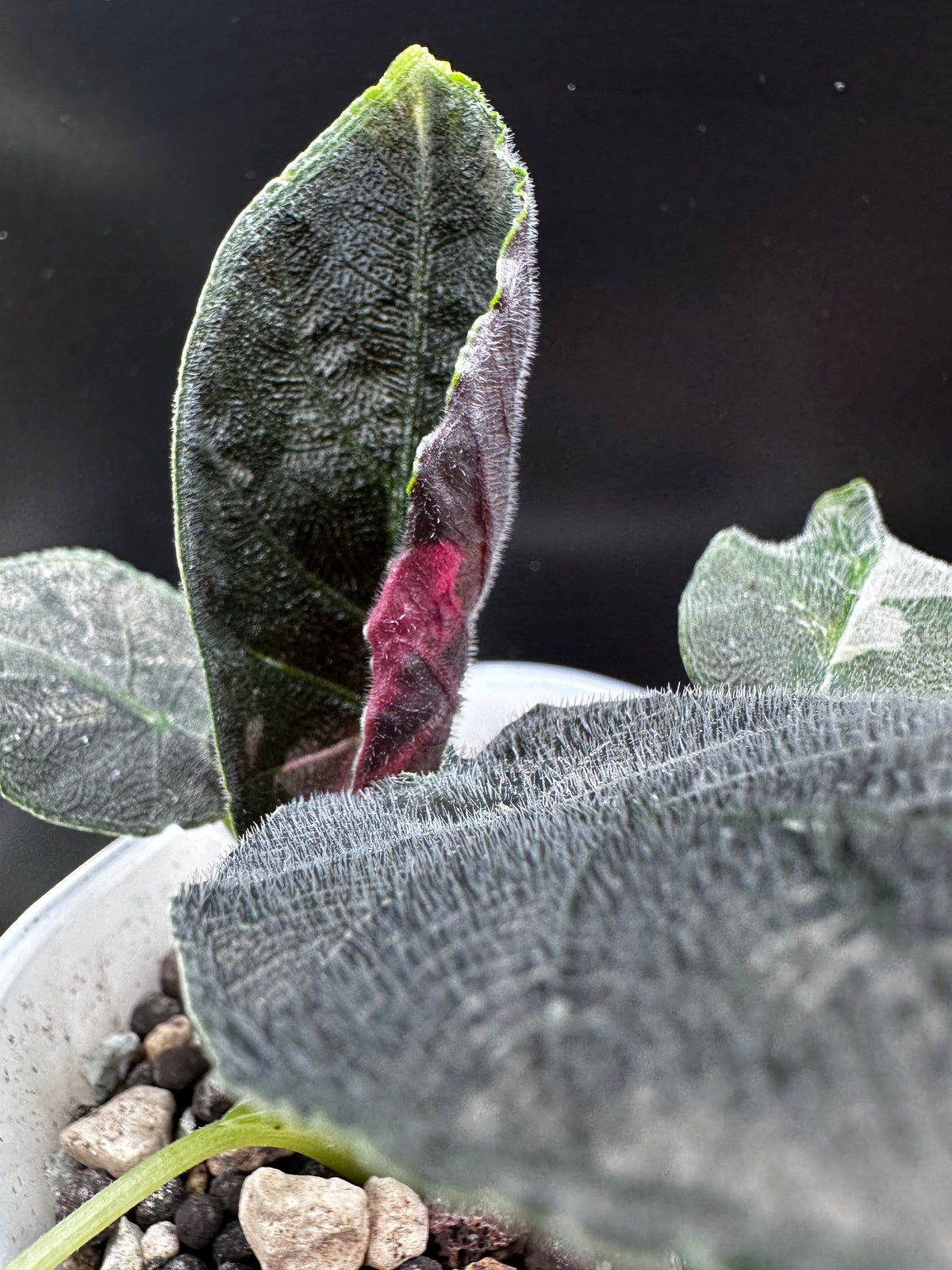 Alocasia 'Antoro Velvet' Pink Variegated, textured velvety leaves with soft pink variegation