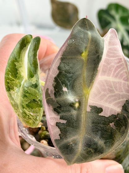 ALOCASIA WATSONIANA "LIGHTNING' ALBO  PINK  VARIEGATED