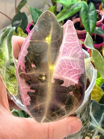 ALOCASIA WATSONIANA "LIGHTNING' ALBO  PINK  VARIEGATED