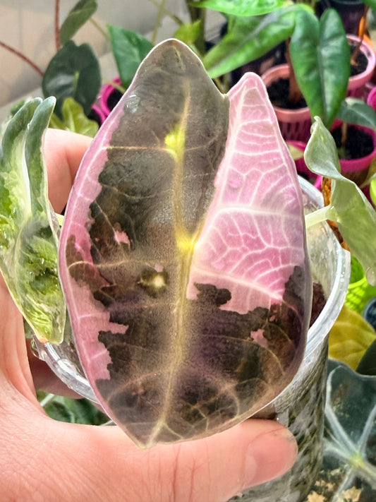 ALOCASIA WATSONIANA "LIGHTNING' ALBO  PINK  VARIEGATED
