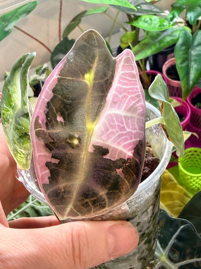 ALOCASIA WATSONIANA "LIGHTNING' ALBO  PINK  VARIEGATED