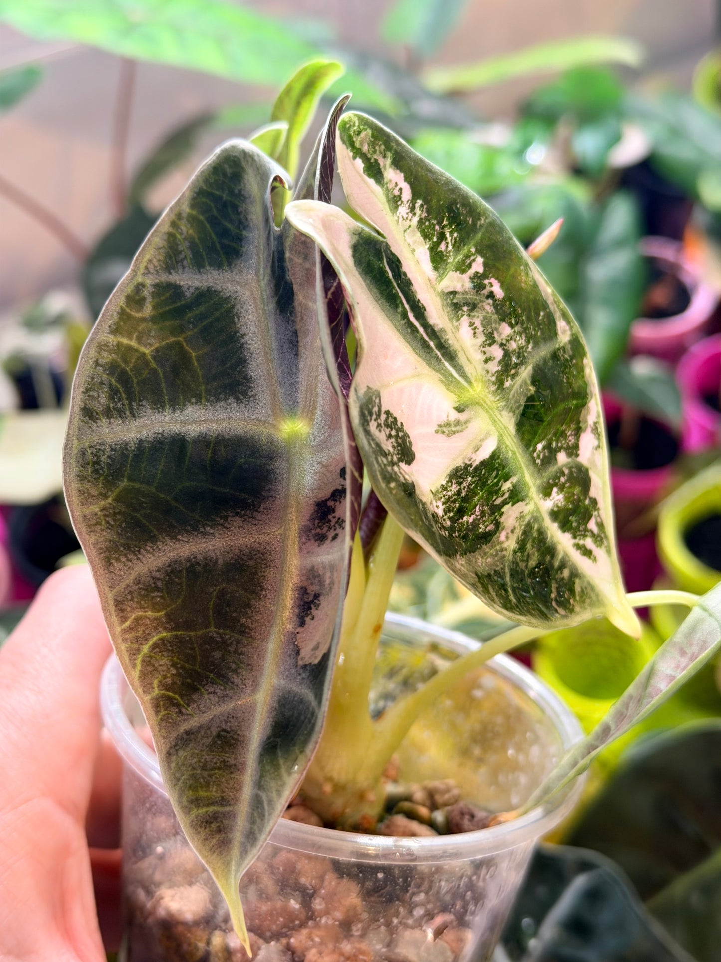 ALOCASIA WATSONIANA "LIGHTNING' ALBO  PINK  VARIEGATED