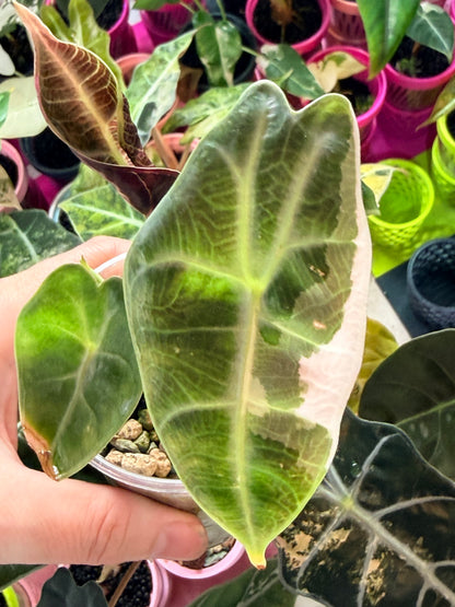 ALOCASIA WATSONIANA "LIGHTNING' ALBO  PINK  VARIEGATED