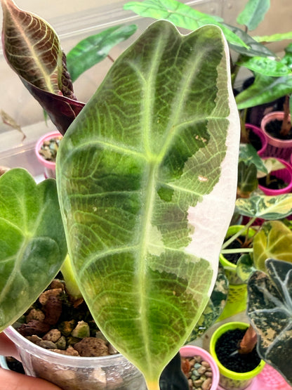 ALOCASIA WATSONIANA "LIGHTNING' ALBO  PINK  VARIEGATED