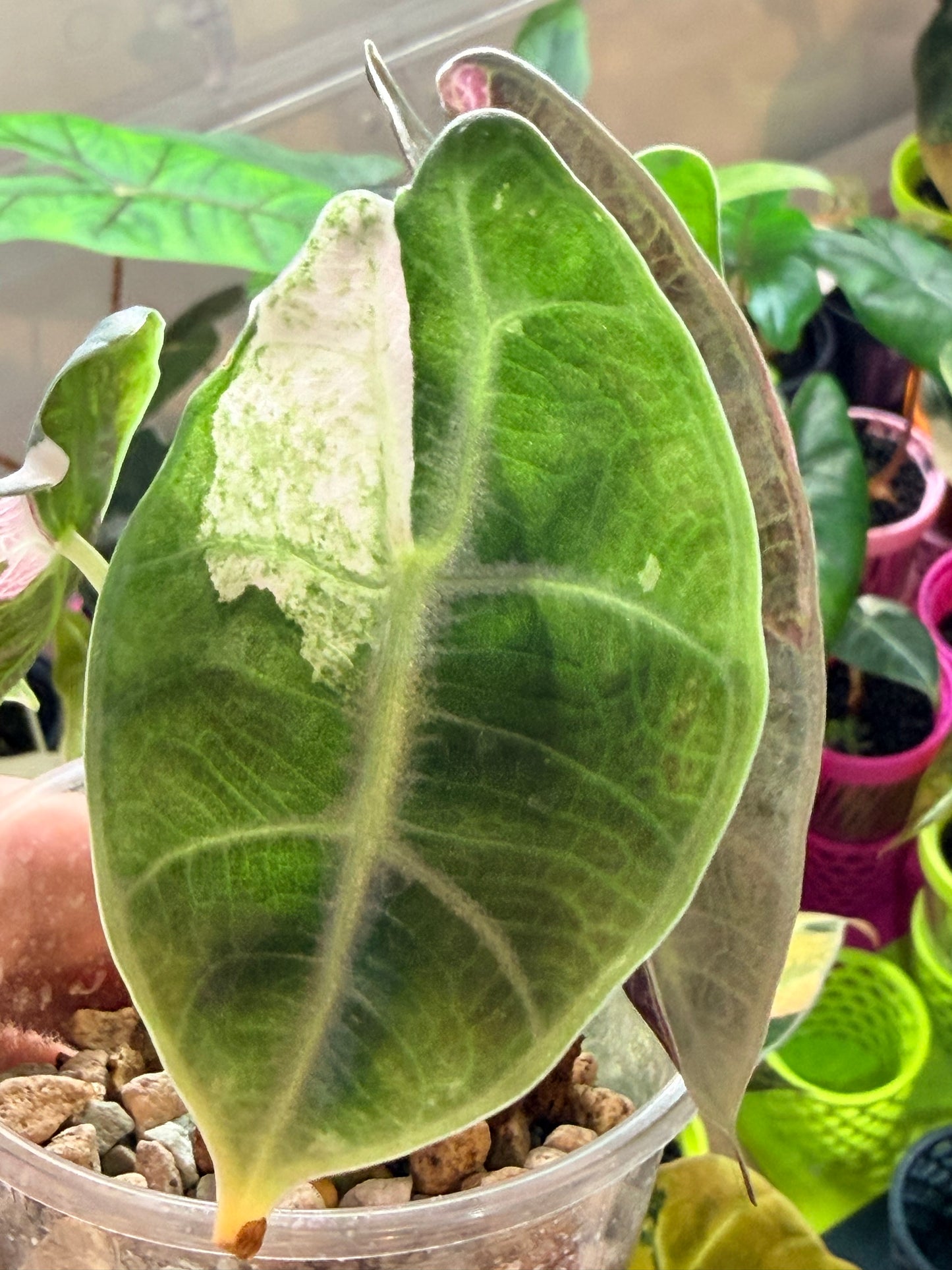 ALOCASIA WATSONIANA "LIGHTNING' ALBO  PINK  VARIEGATED