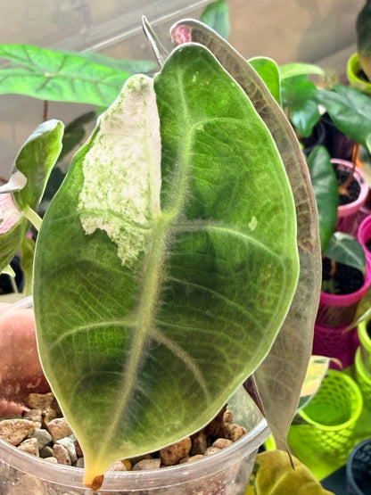 ALOCASIA WATSONIANA "LIGHTNING' ALBO  PINK  VARIEGATED
