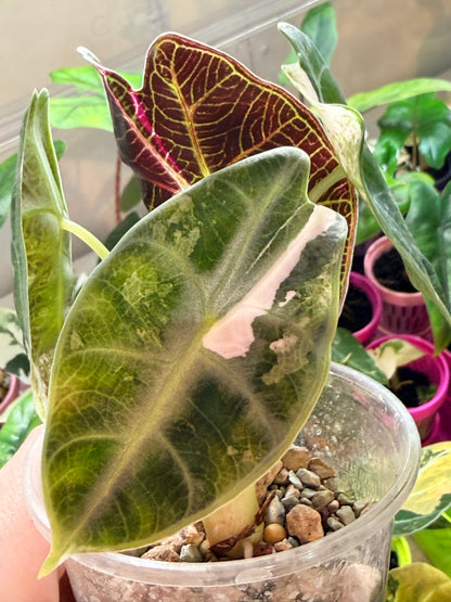 ALOCASIA WATSONIANA "LIGHTNING' ALBO  PINK  VARIEGATED