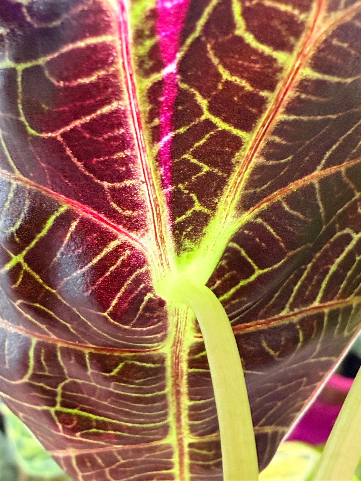 Alocasia watsoniana 'Lightning' Albo Pink Variegated, albo and pink sectors over silver venation
