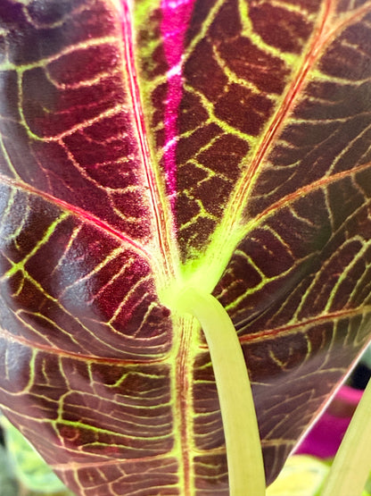 ALOCASIA WATSONIANA "LIGHTNING' ALBO  PINK  VARIEGATED