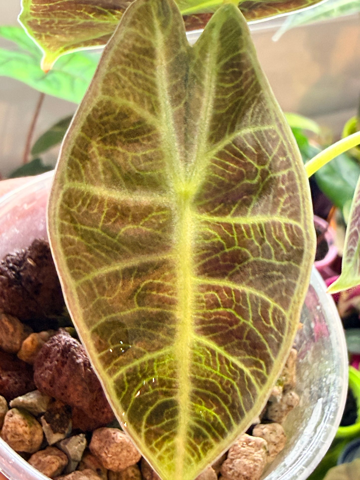 ALOCASIA WATSONIANA "LIGHTNING' ALBO  PINK  VARIEGATED