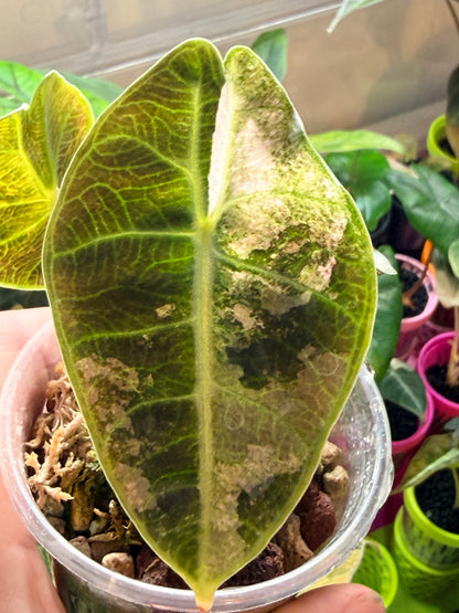 ALOCASIA WATSONIANA "LIGHTNING' ALBO  PINK  VARIEGATED