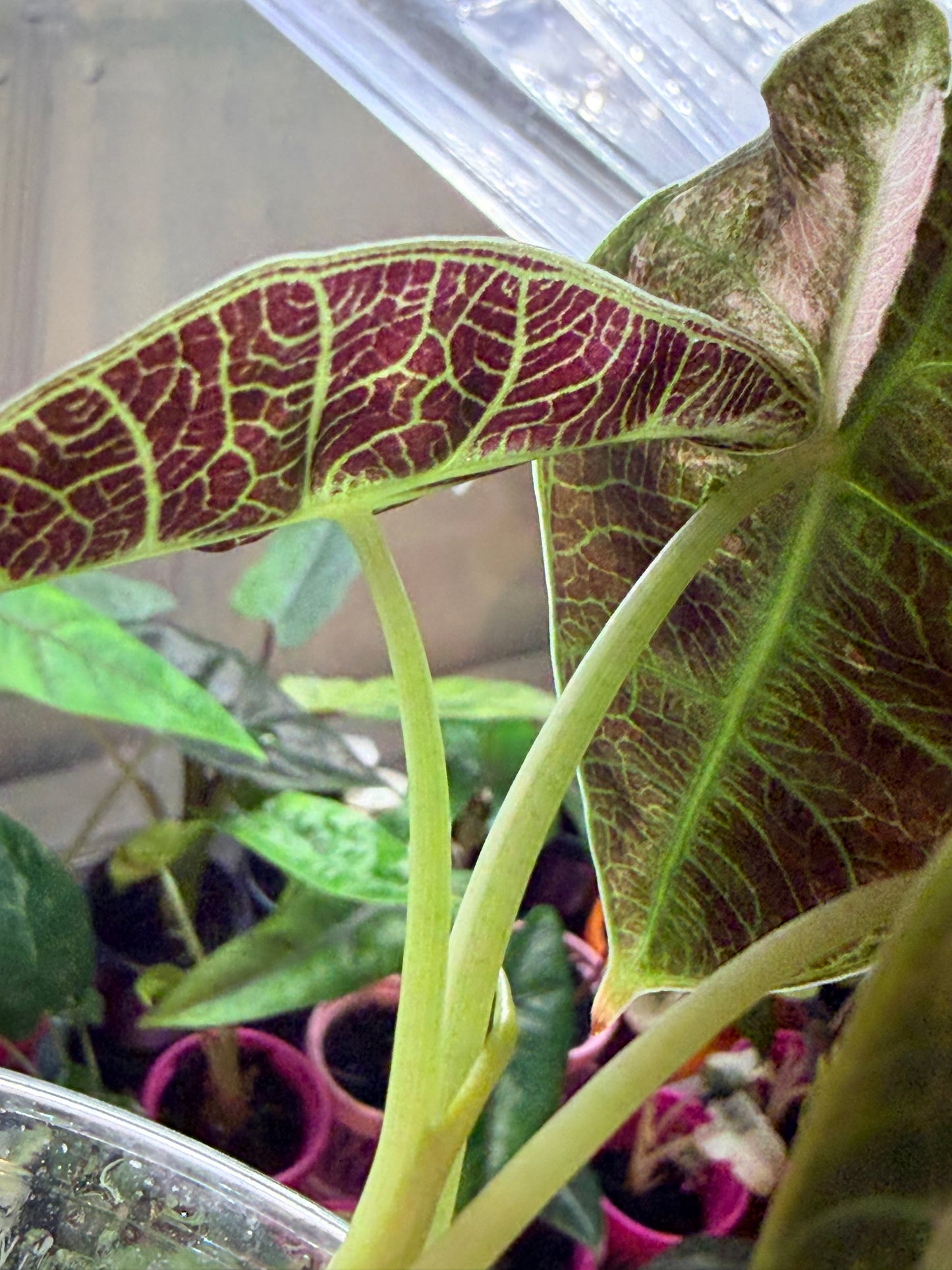 ALOCASIA WATSONIANA "LIGHTNING' ALBO  PINK  VARIEGATED