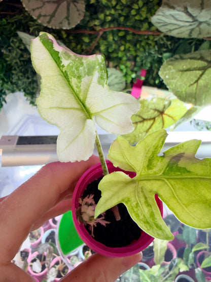 ALOCASIA BRANCIFOLIA ALBO