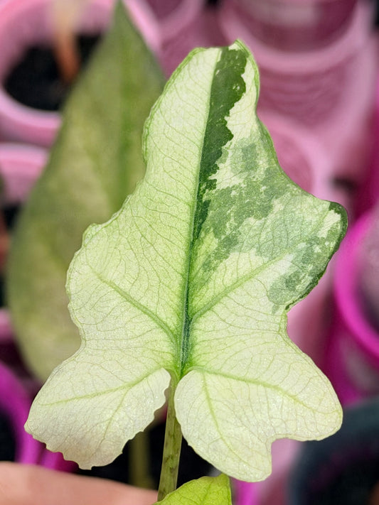 ALOCASIA BRANCIFOLIA ALBO