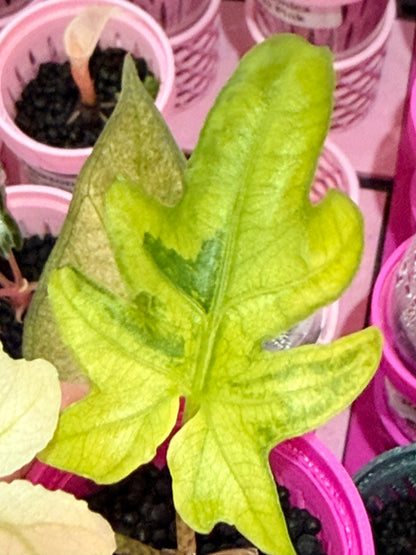 ALOCASIA BRANCIFOLIA ALBO