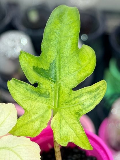 ALOCASIA BRANCIFOLIA ALBO