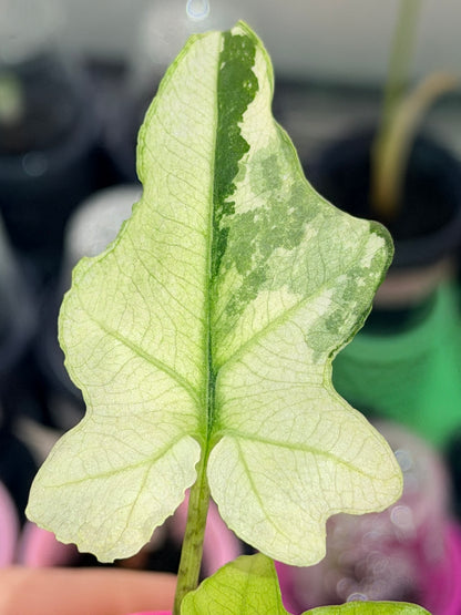 ALOCASIA BRANCIFOLIA ALBO