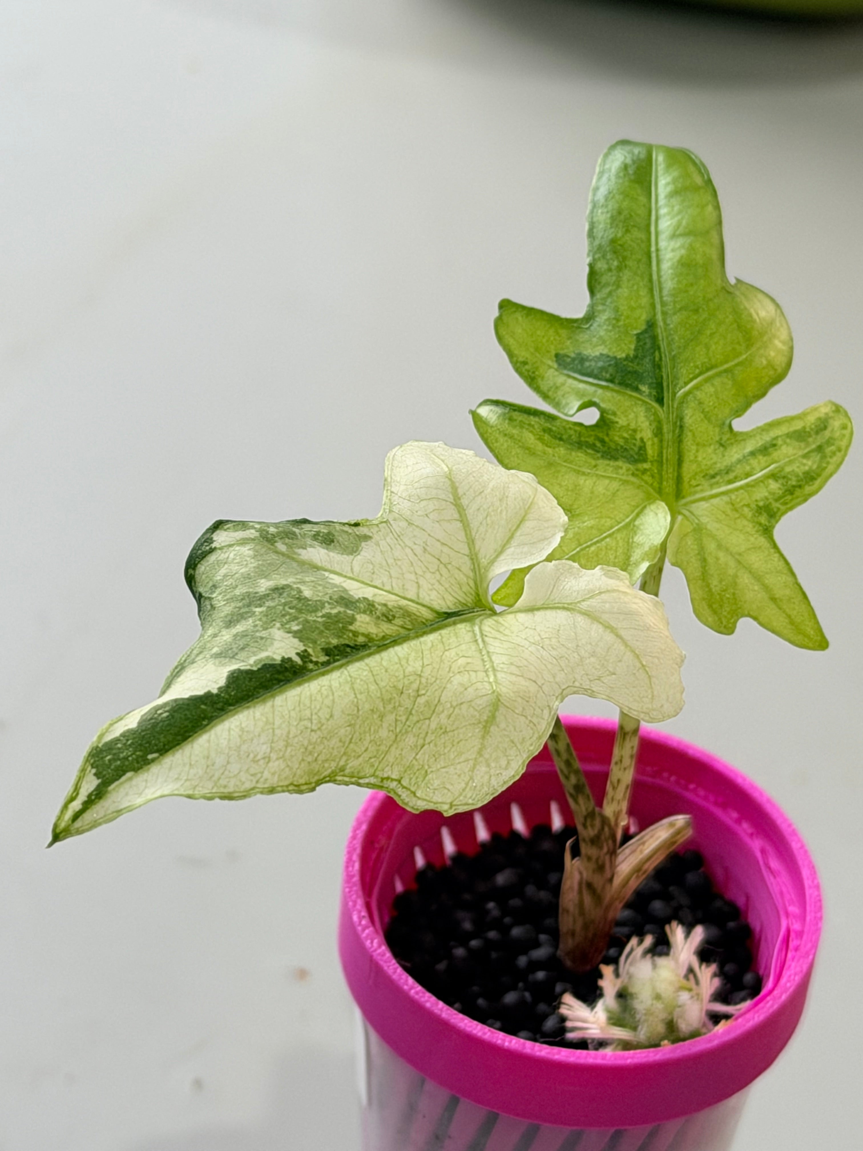 ALOCASIA BRANCIFOLIA ALBO – The Alocasia Company