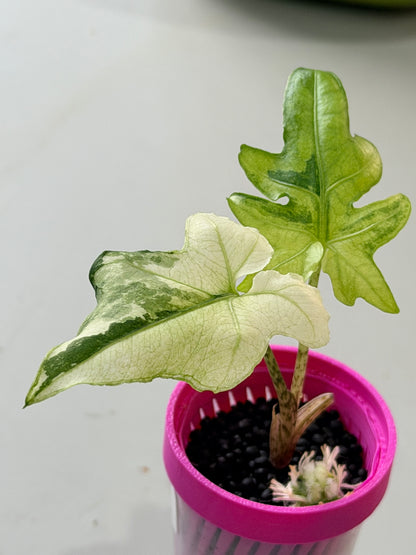 ALOCASIA BRANCIFOLIA ALBO