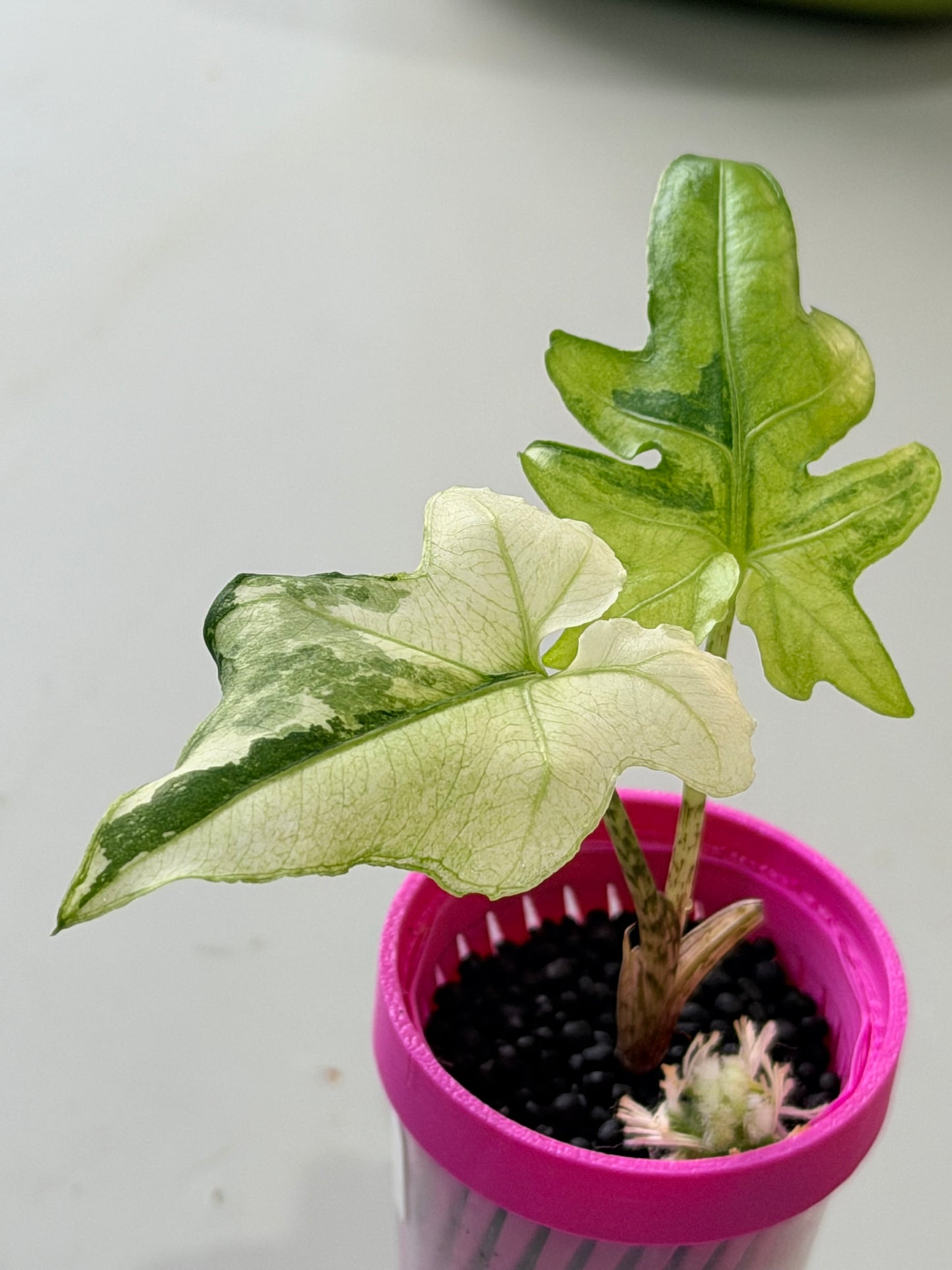 ALOCASIA BRANCIFOLIA ALBO