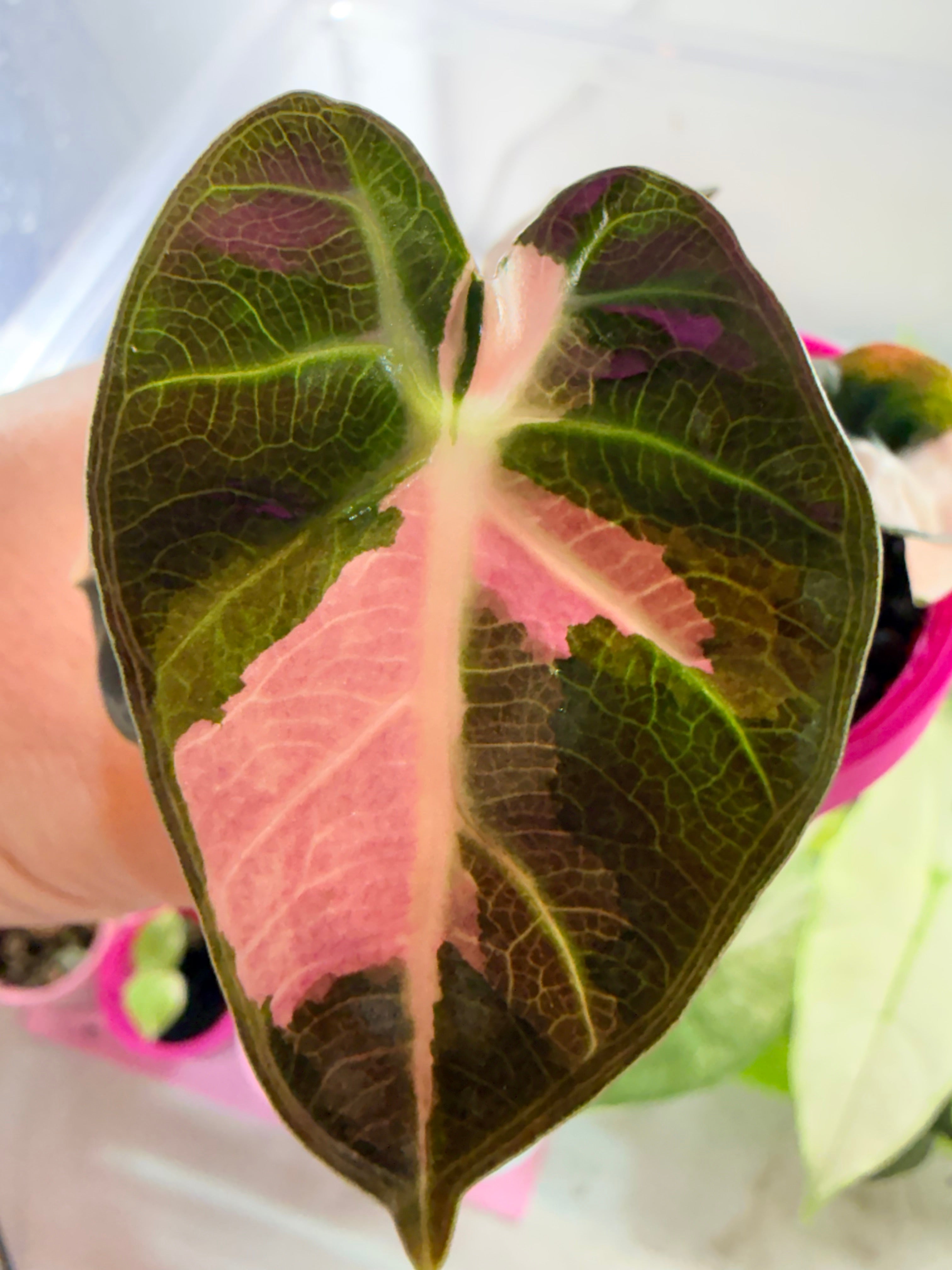 ALOCASIA HEART BALLON PINK VARIGATED② ALOCASIA BALLOON HEART PINK – The Alocasia Company