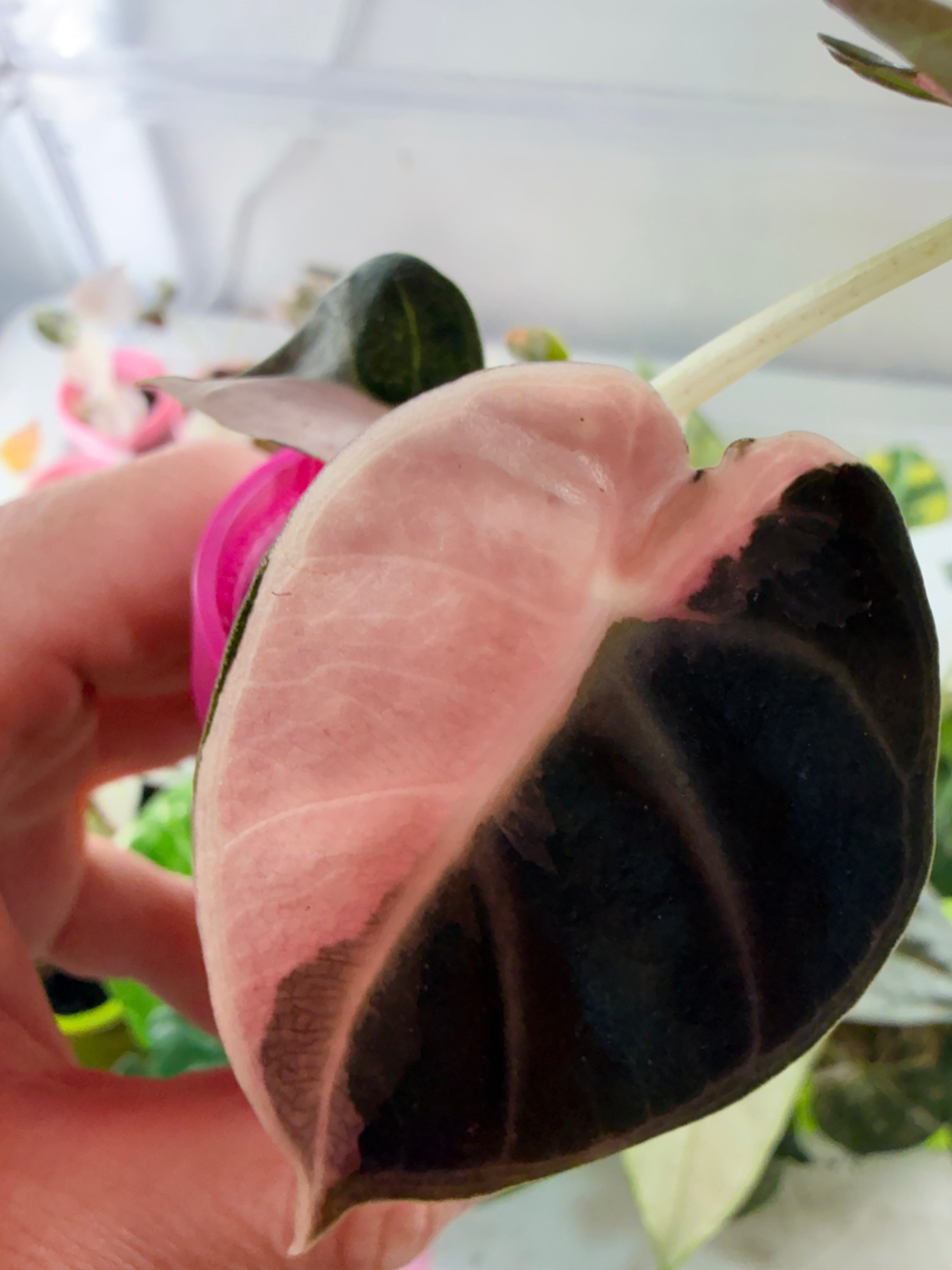 ALOCASIA HEART BALLON PINK VARIGATED④ Alocasia 'Balloon Heart' Pink Variegated (wk18-A) – Rare Plant Fairy