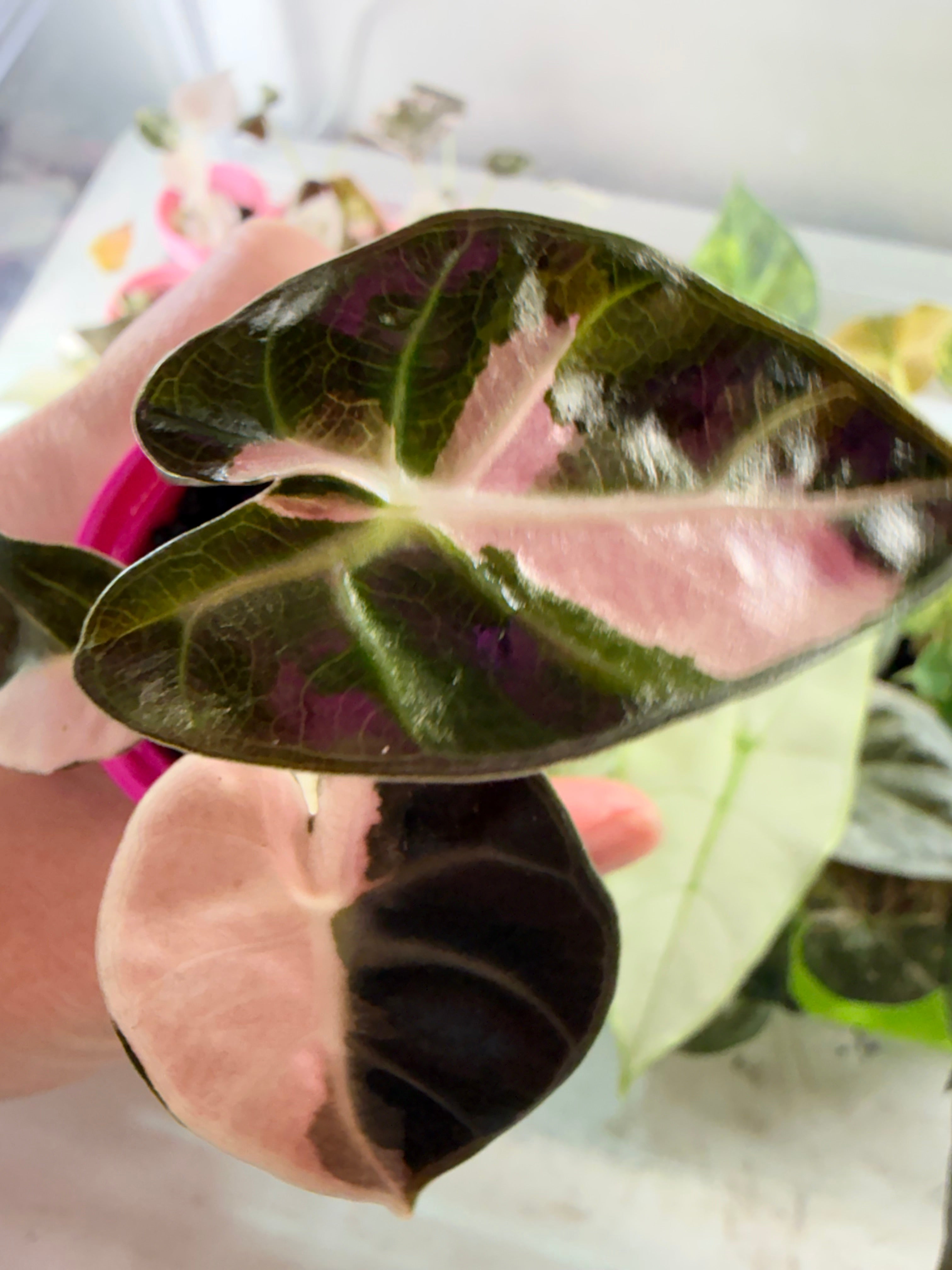 ALOCASIA BALLOON HEART PINK – The Alocasia Company