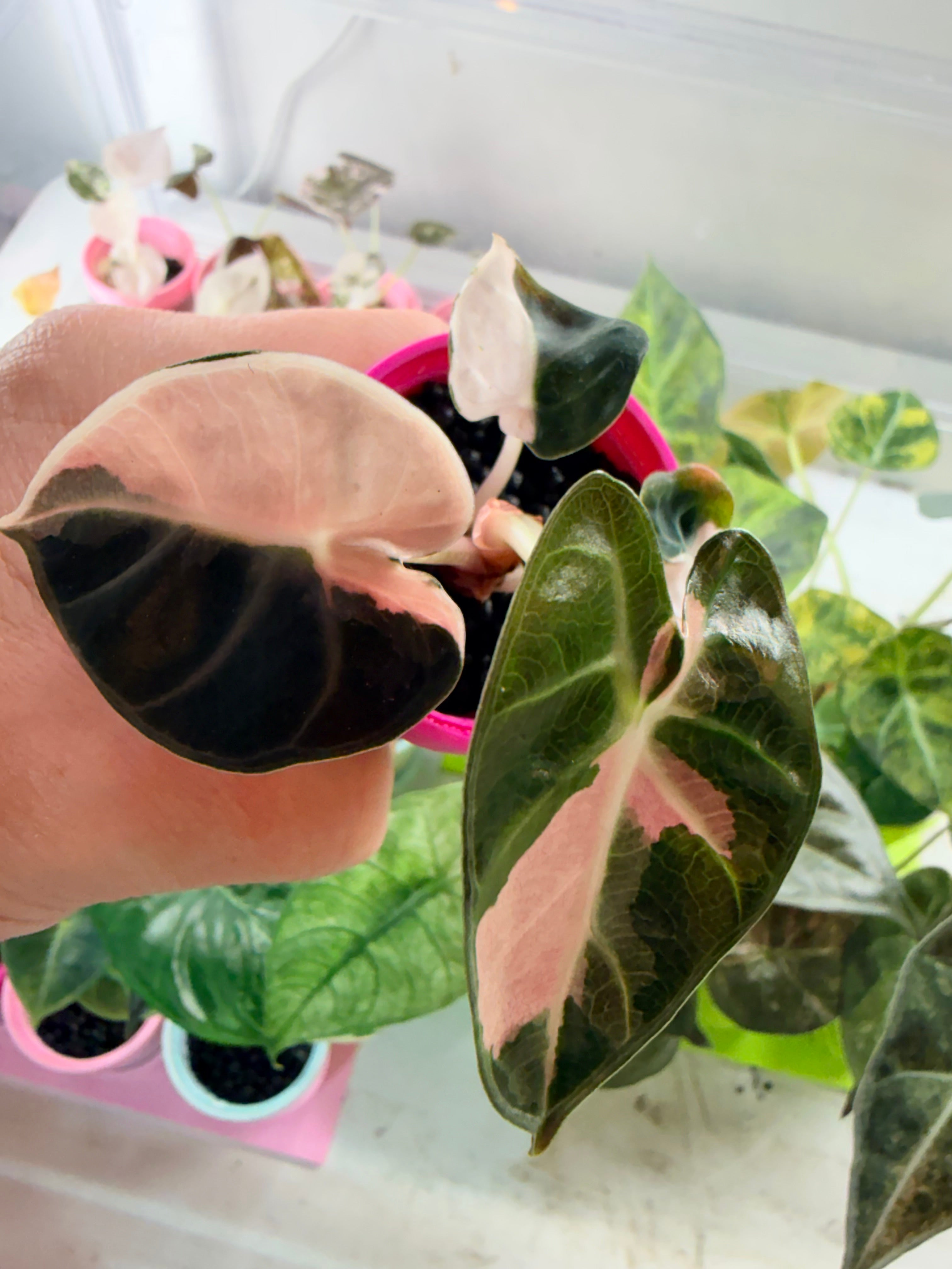 ALOCASIA BALLOON HEART PINK – The Alocasia Company