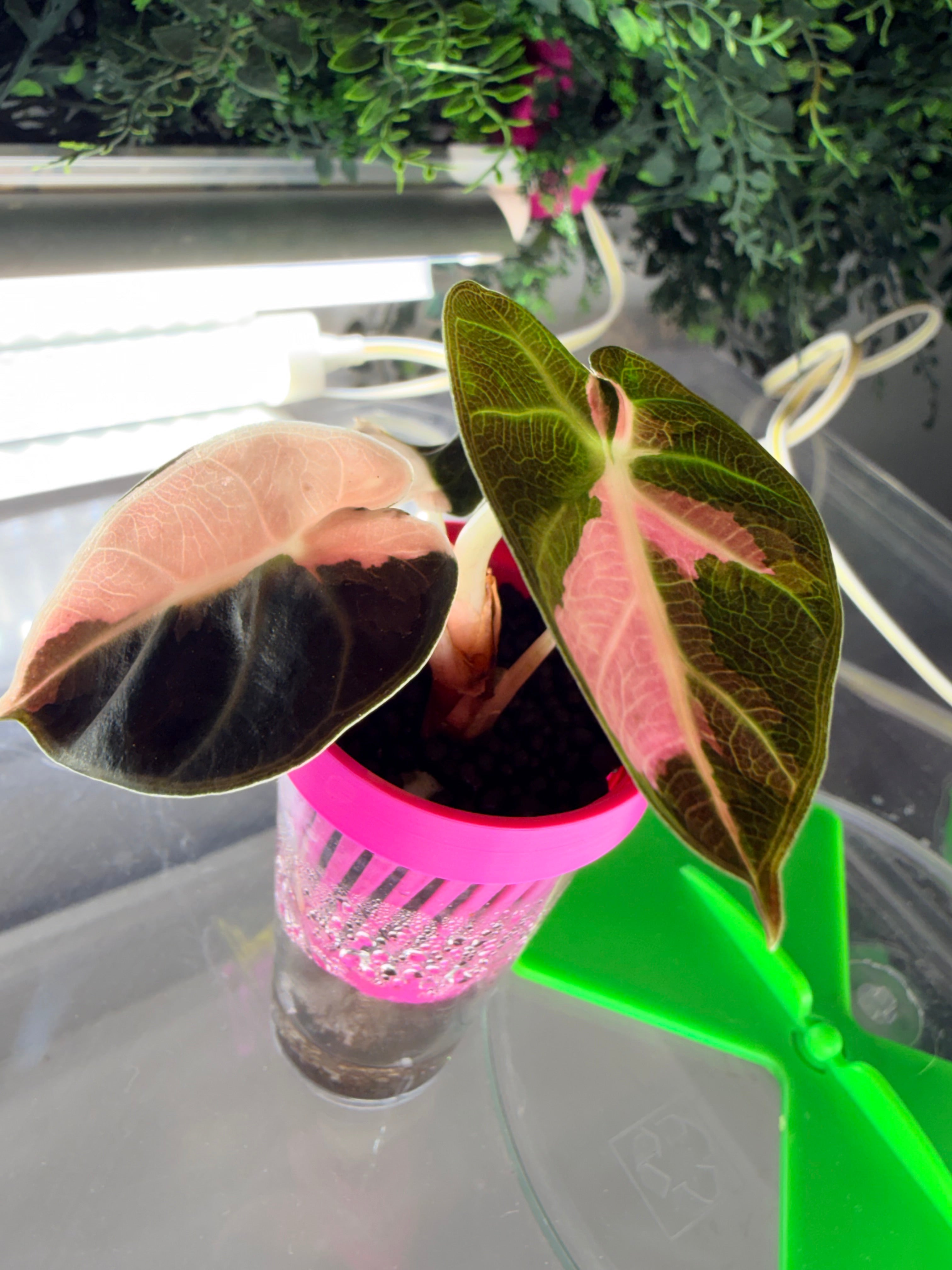 ALOCASIA BALLOON HEART PINK – The Alocasia Company
