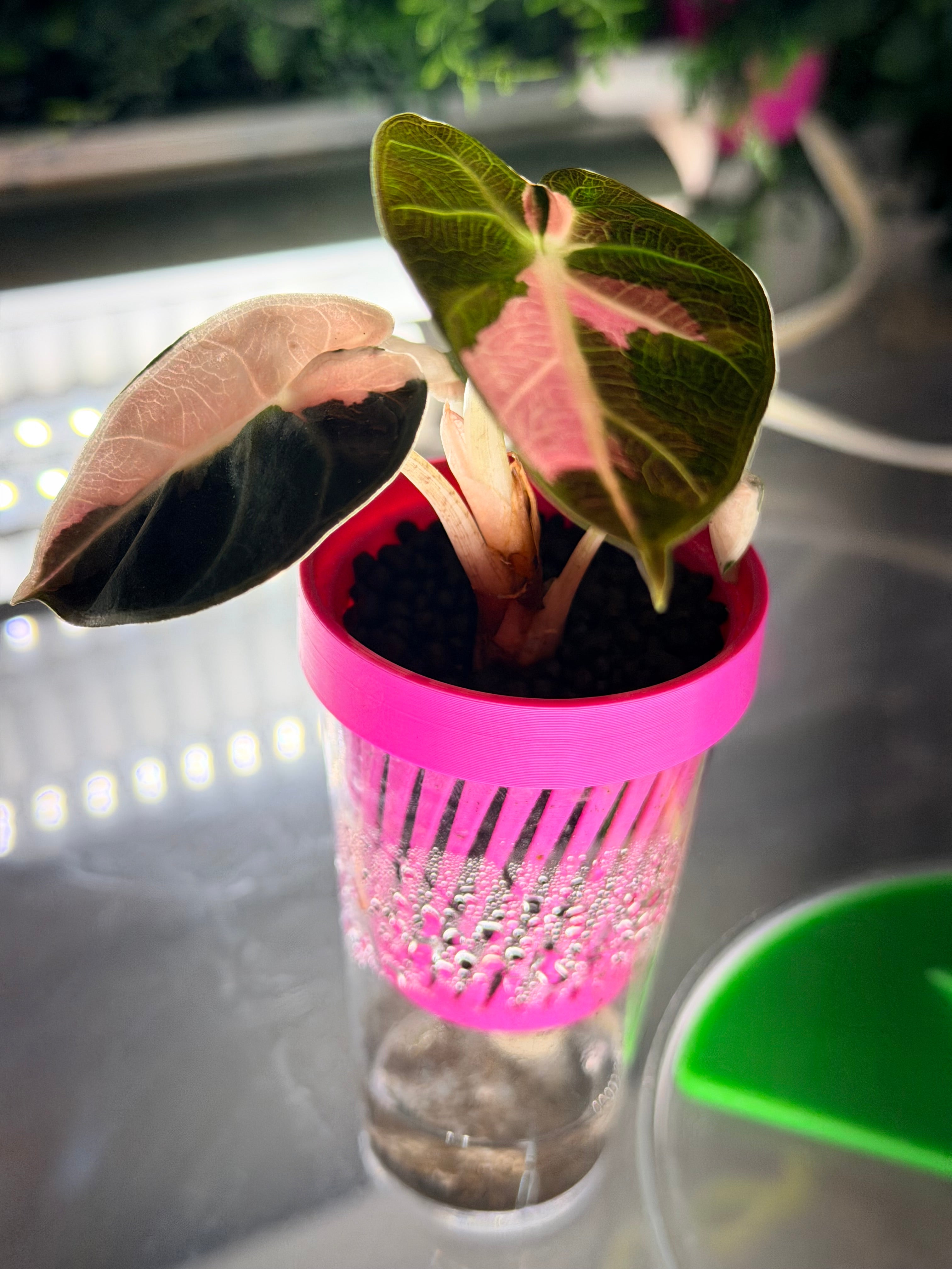 ALOCASIA BALLOON HEART PINK – The Alocasia Company