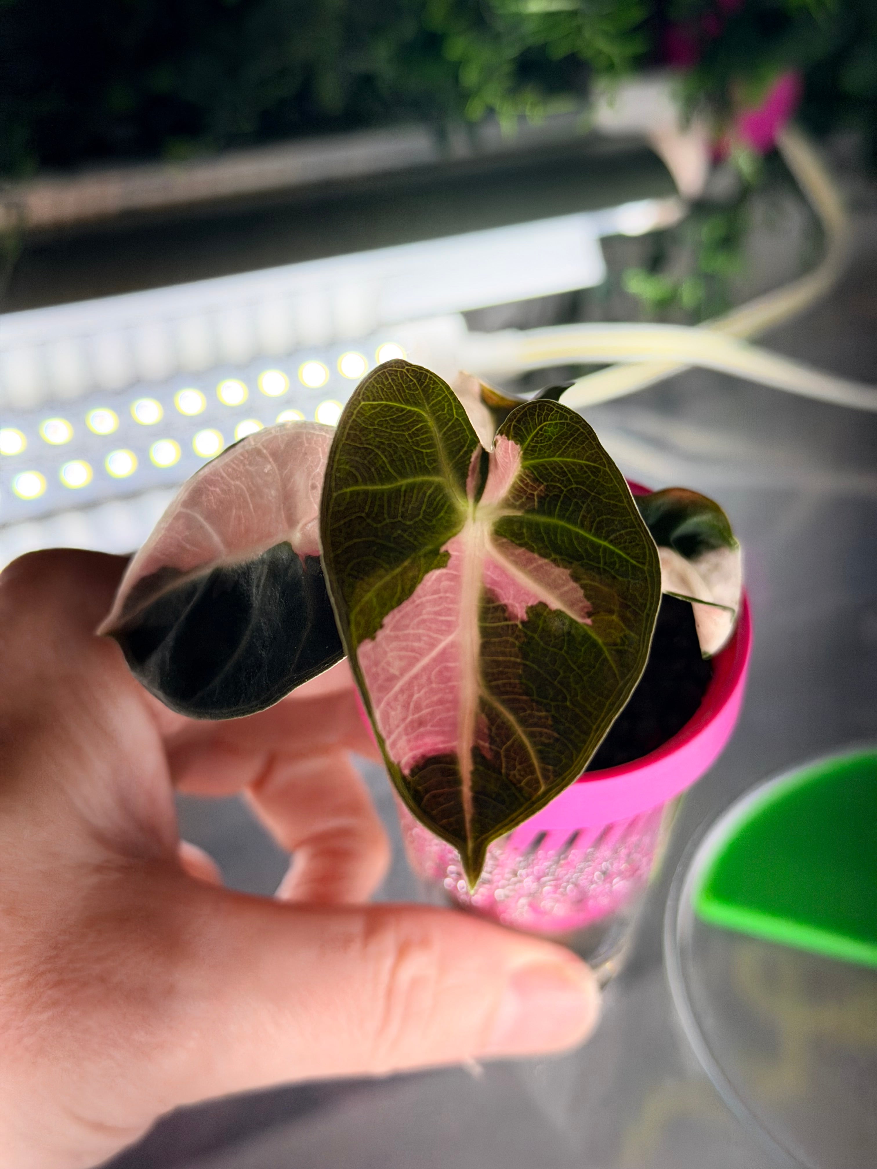 ALOCASIA BALLOON HEART PINK – The Alocasia Company