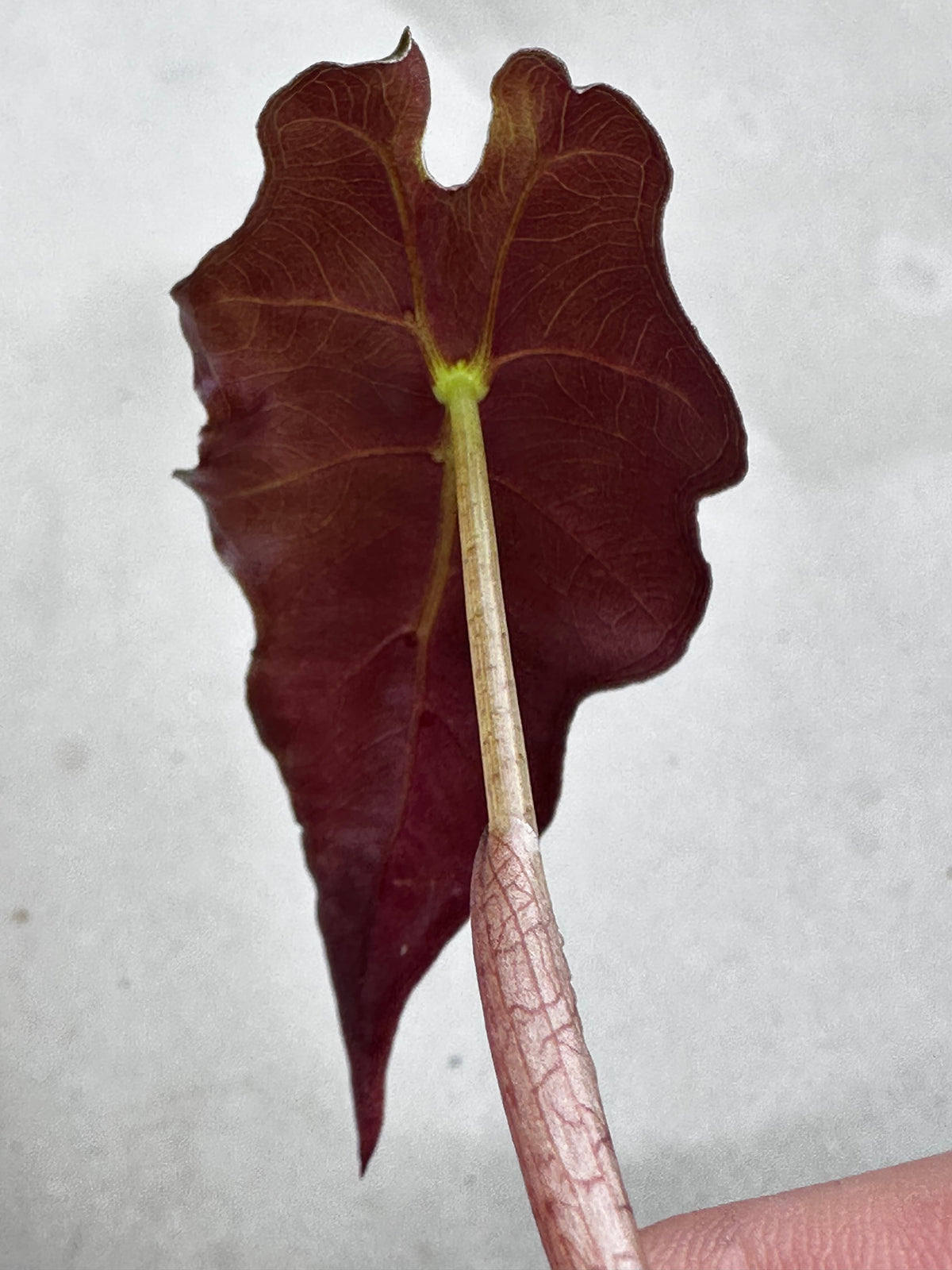 Alocasia sanderiana 'Nobilis', glossy dark green arrow leaves with serrated edges and white veining