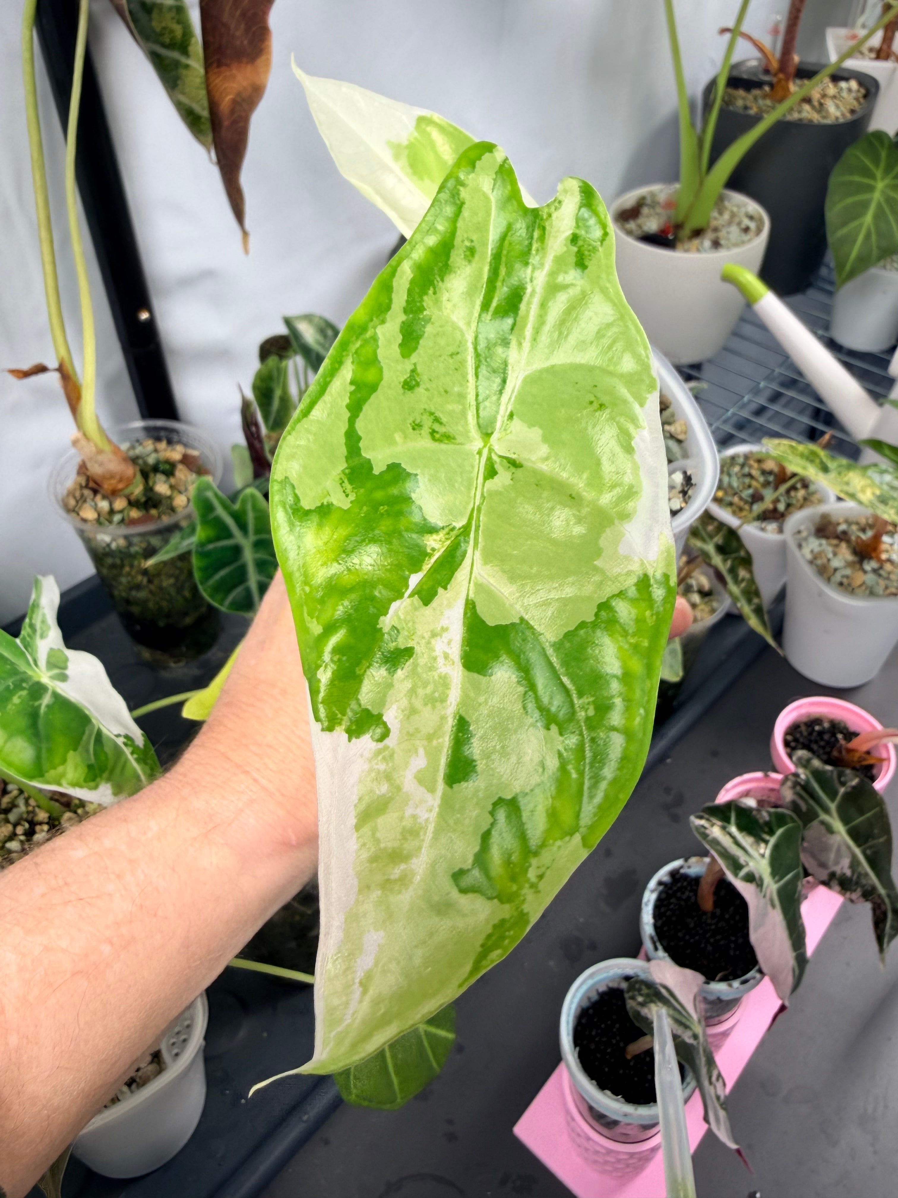 ALOCASIA FORNICATA ALBO