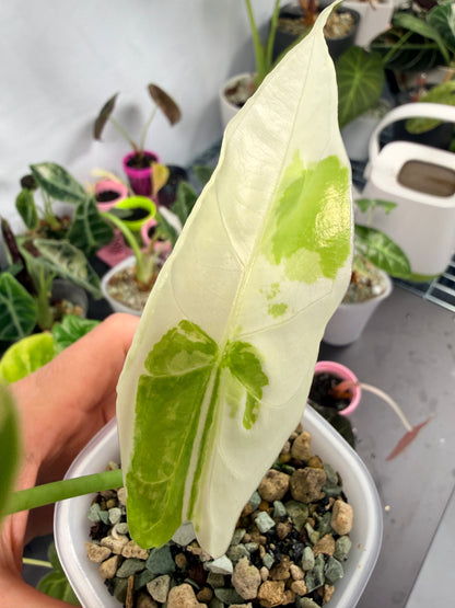 ALOCASIA FORNICATA ALBO