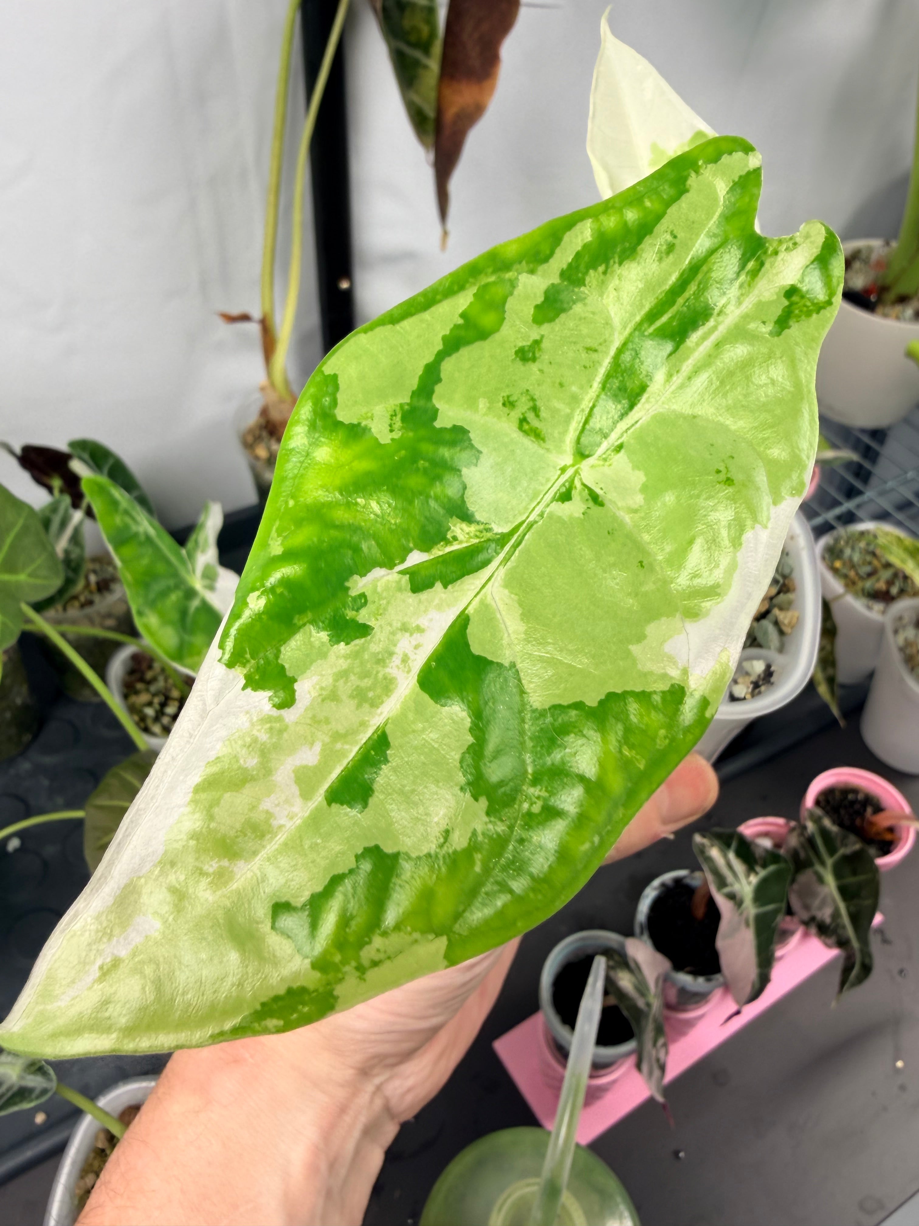 ALOCASIA FORNICATA ALBO