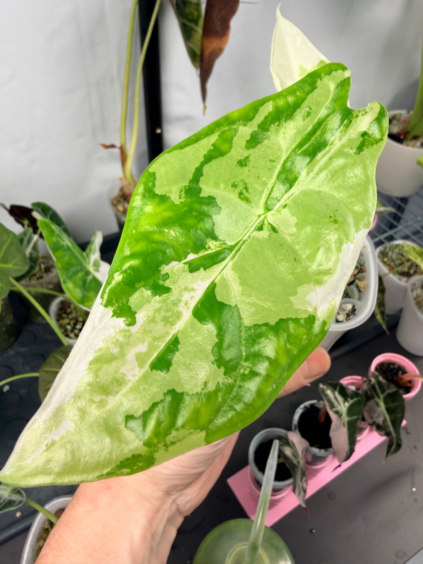 ALOCASIA FORNICATA ALBO