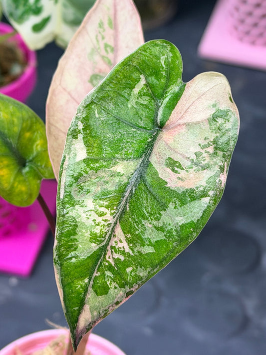 ALOCASIA MACRORRHIZOS 'PLUMBEA' NIGRA PINK VARIEGATED