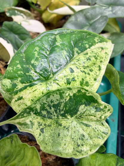 ALOCASIA DRAGON SCALE MARBLE MINT