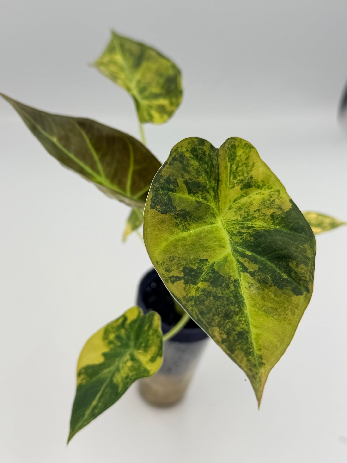 ALOCASIA REGAL SHEILDS AUREA