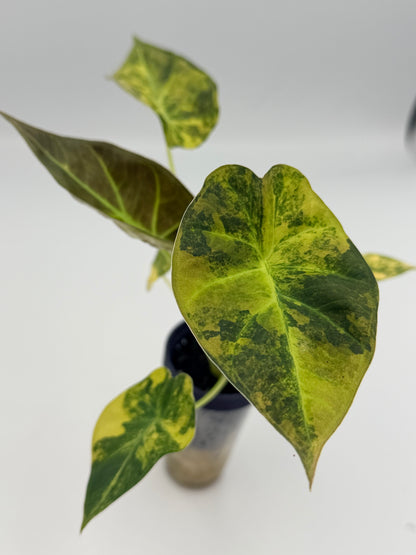 ALOCASIA REGAL SHEILDS AUREA