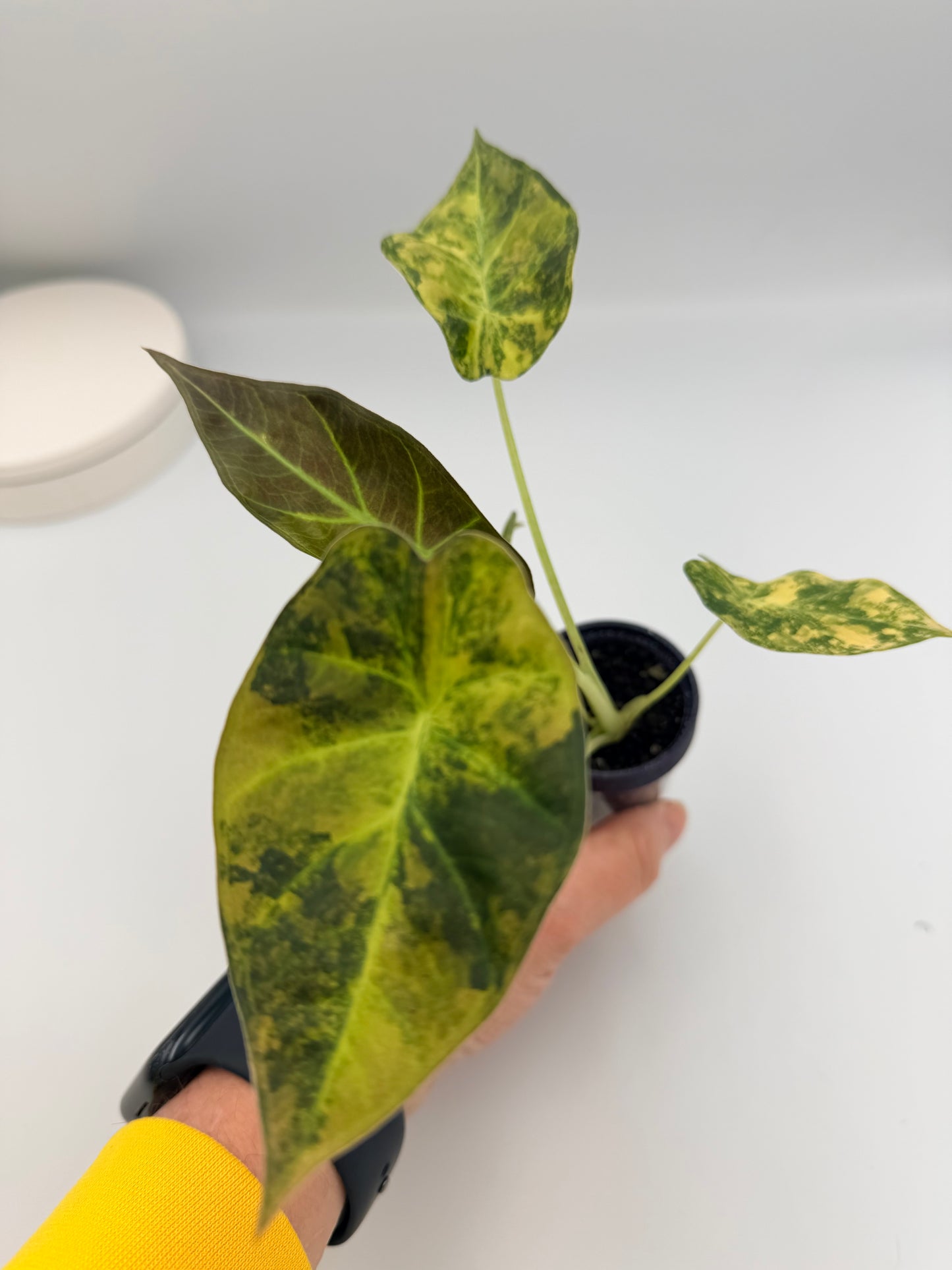 ALOCASIA REGAL SHEILDS AUREA