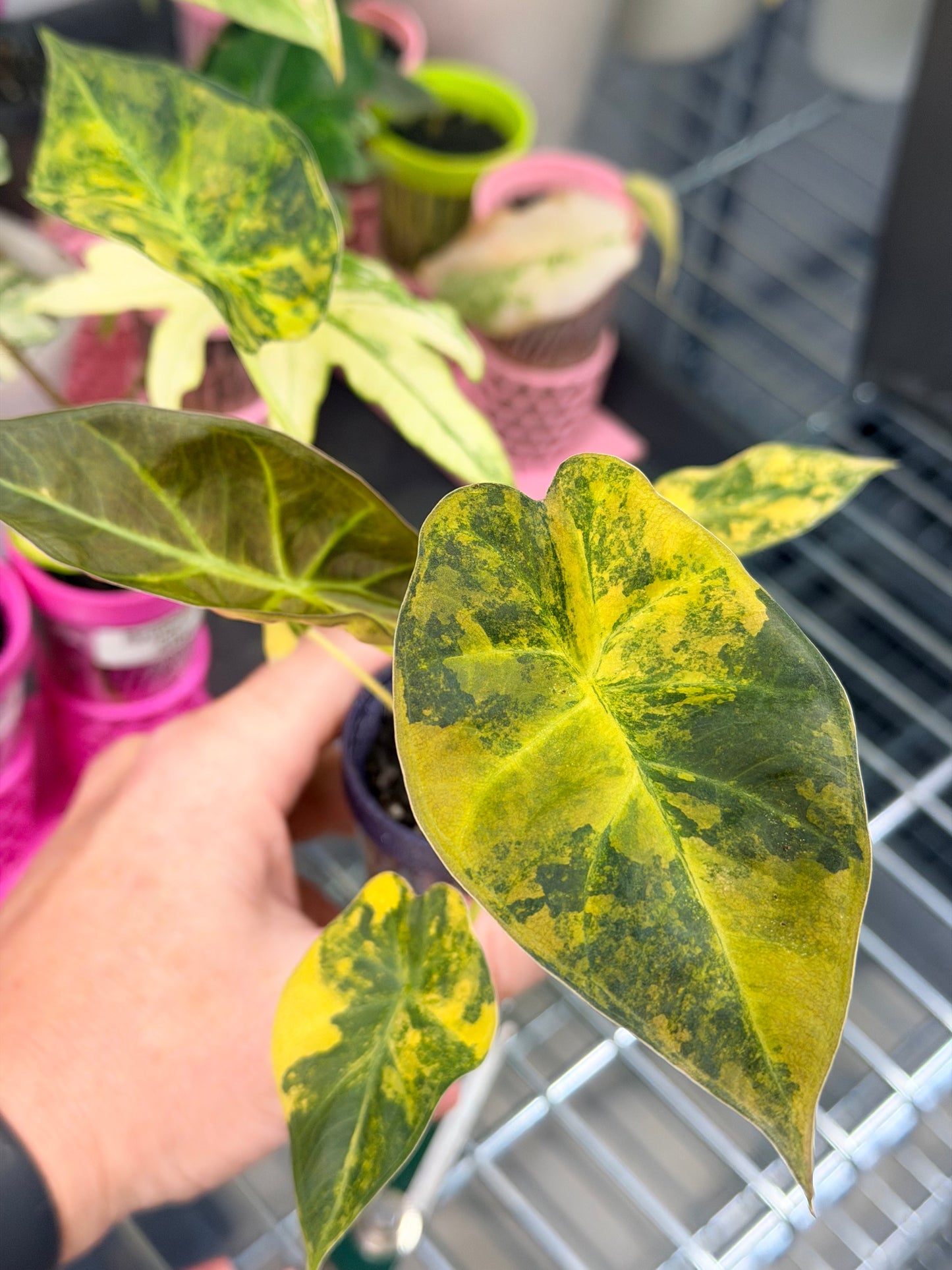 ALOCASIA REGAL SHEILDS AUREA