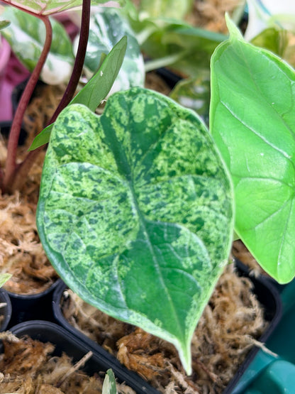 ALOCASIA DRAGON SCALE MARBLE MINT