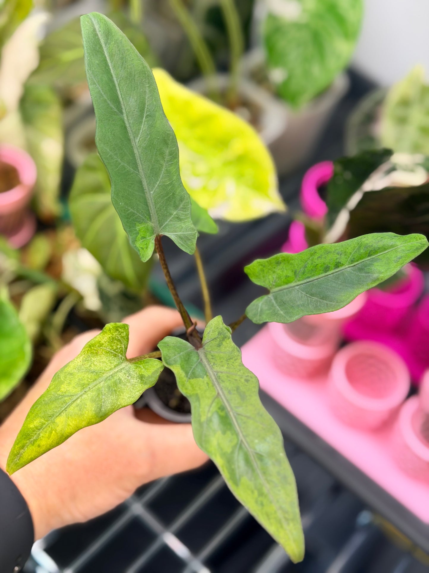 ALOCASIA LAUTERBACHIANA AUREA