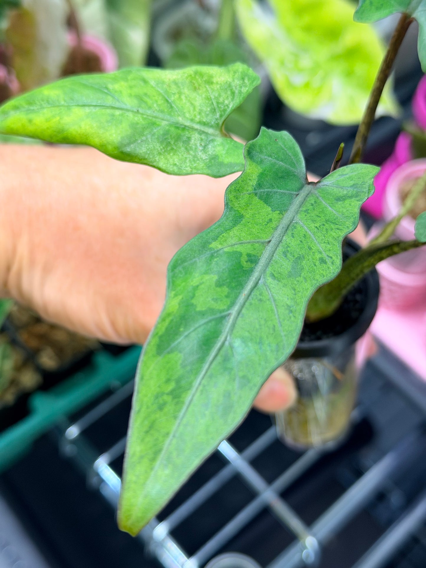 ALOCASIA LAUTERBACHIANA AUREA