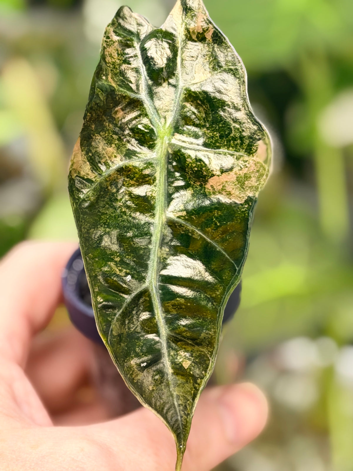 Alocasia 'Polly' Tri-Colour Variegated, pink, yellow and white marbling on arrow-shaped leaves