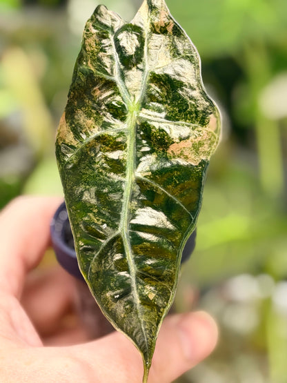 ALOCASIA POLLY TRI-COLOUR VARIEGATED