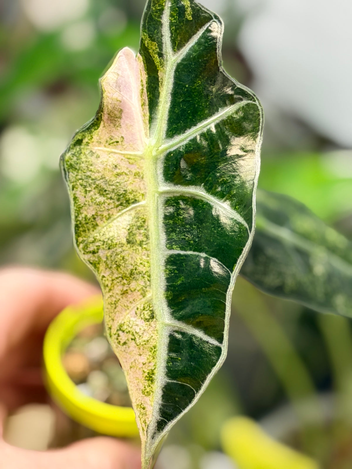 Alocasia 'Polly' Tri-Colour Variegated, pink, yellow and white marbling on arrow-shaped leaves